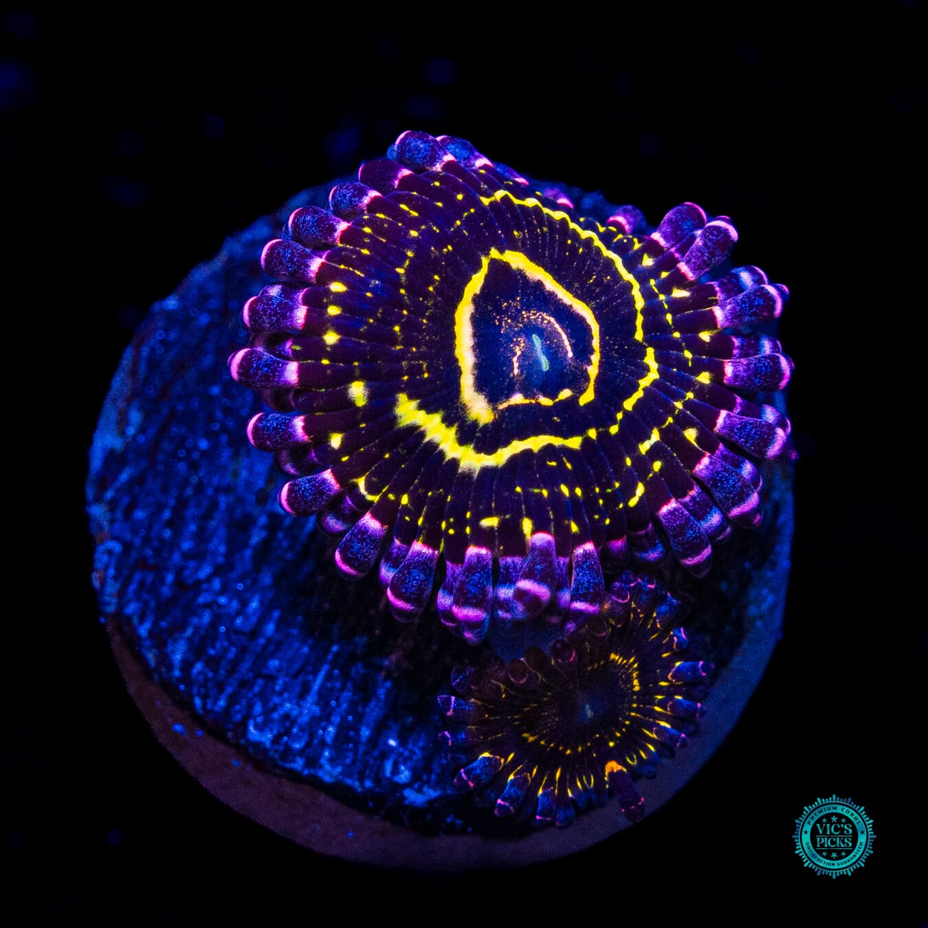 Stratosphere Zoanthids - Actinic Photo