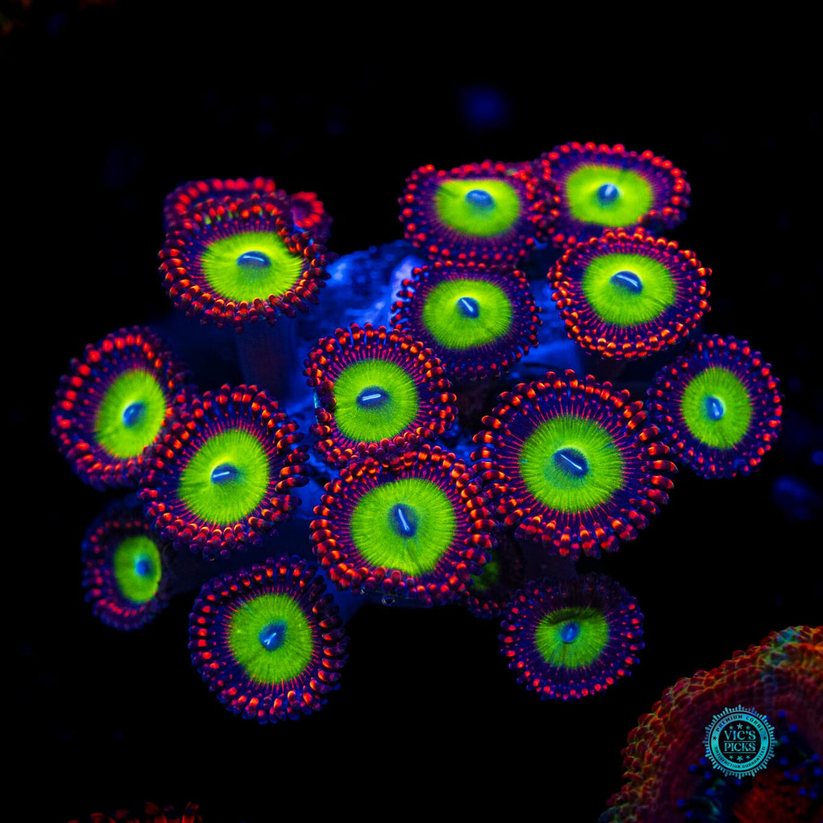 Candy Apple Red Zoanthids - Actinic Photo