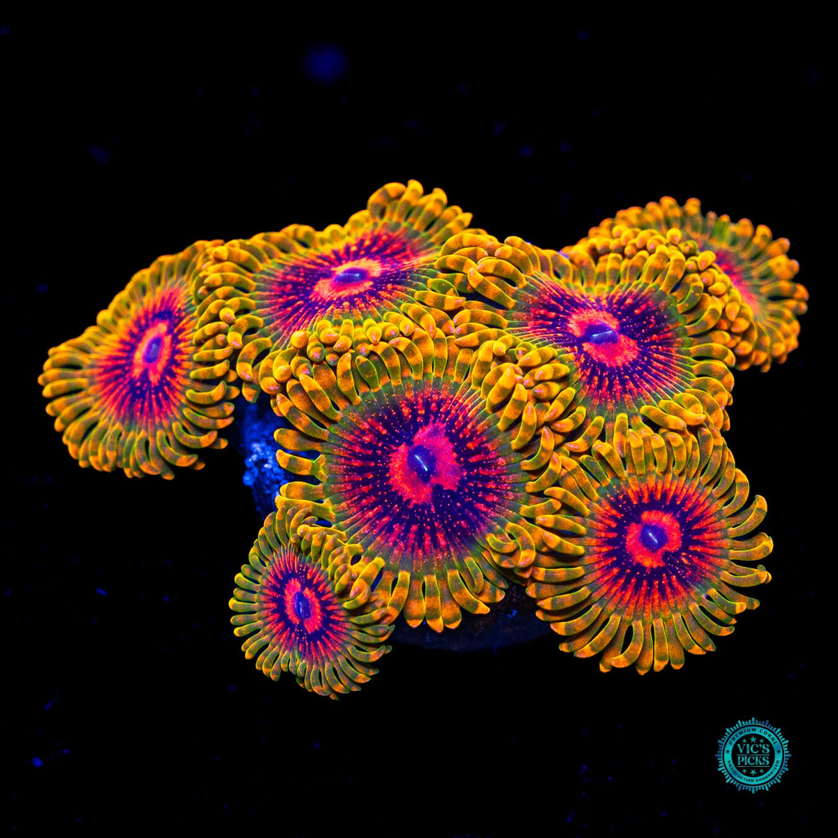 Grand Master Krakatoa Zoanthids - Actinic Photo