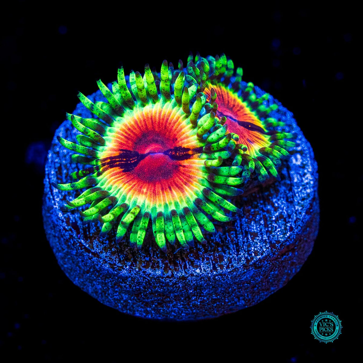 Jason Fox Bloodshot Zoanthids - Actinic Photo