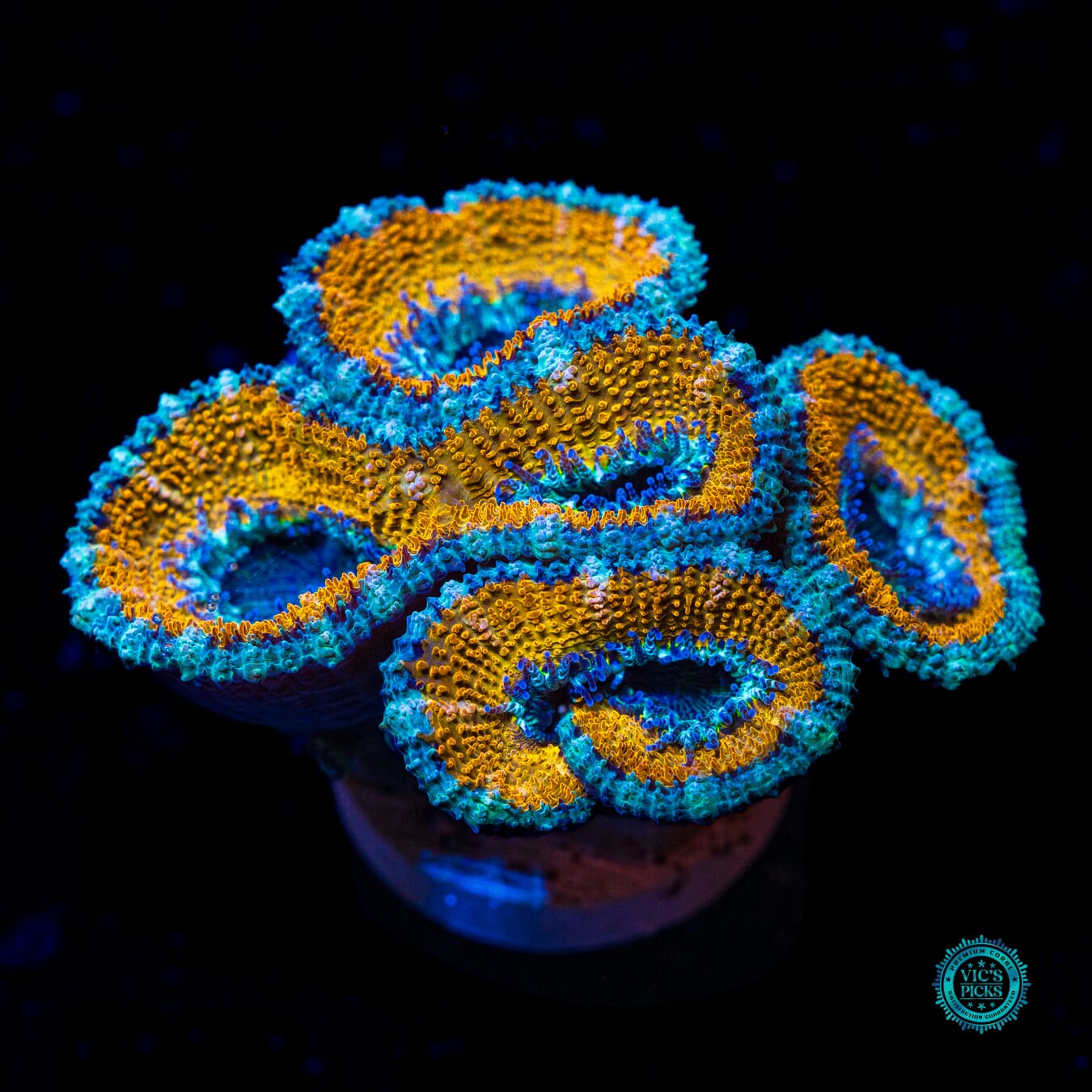 WWC Golden Monkey Aussie Lord - Actinic Photo