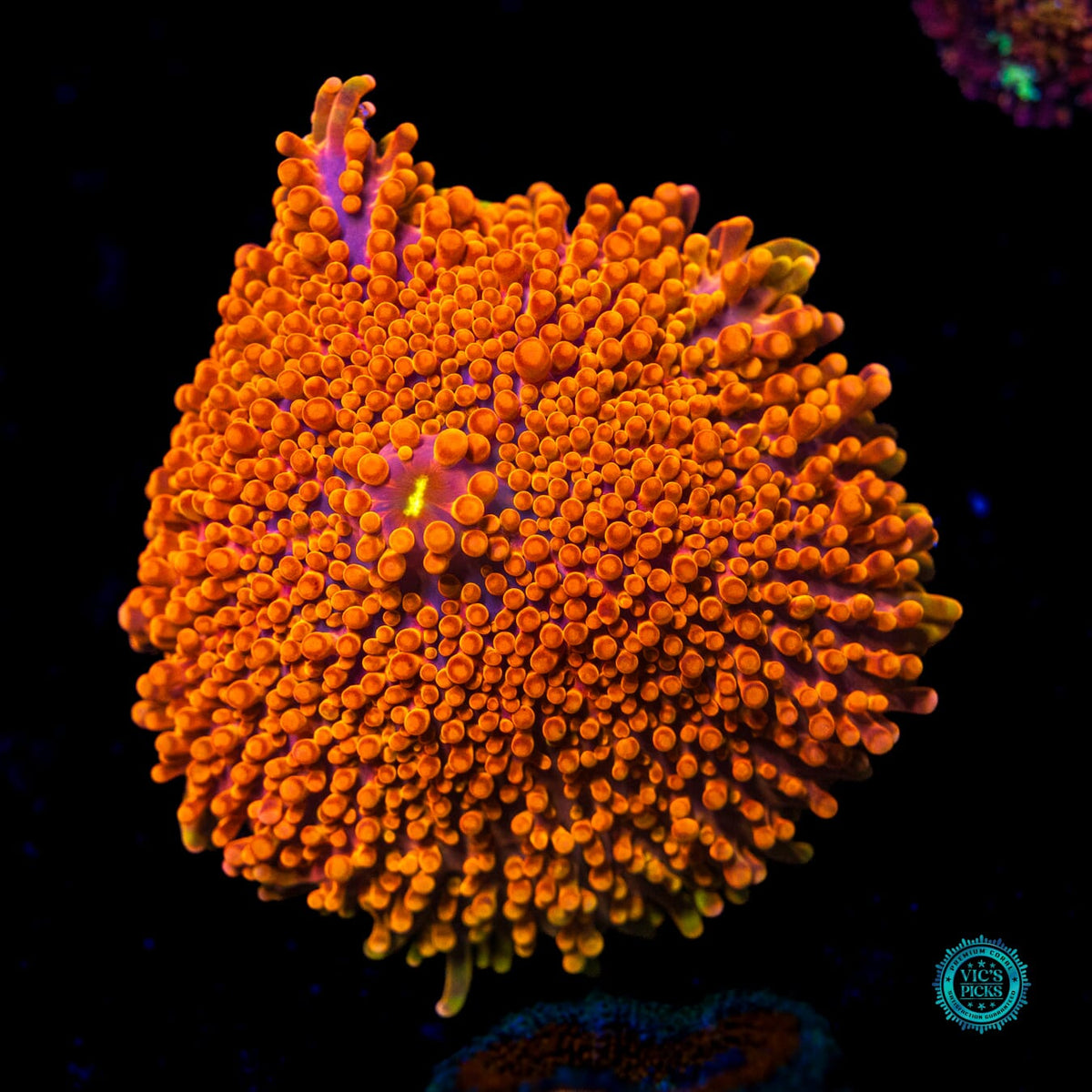 Headless Horseman Yuma Mushroom - Actinic Photo