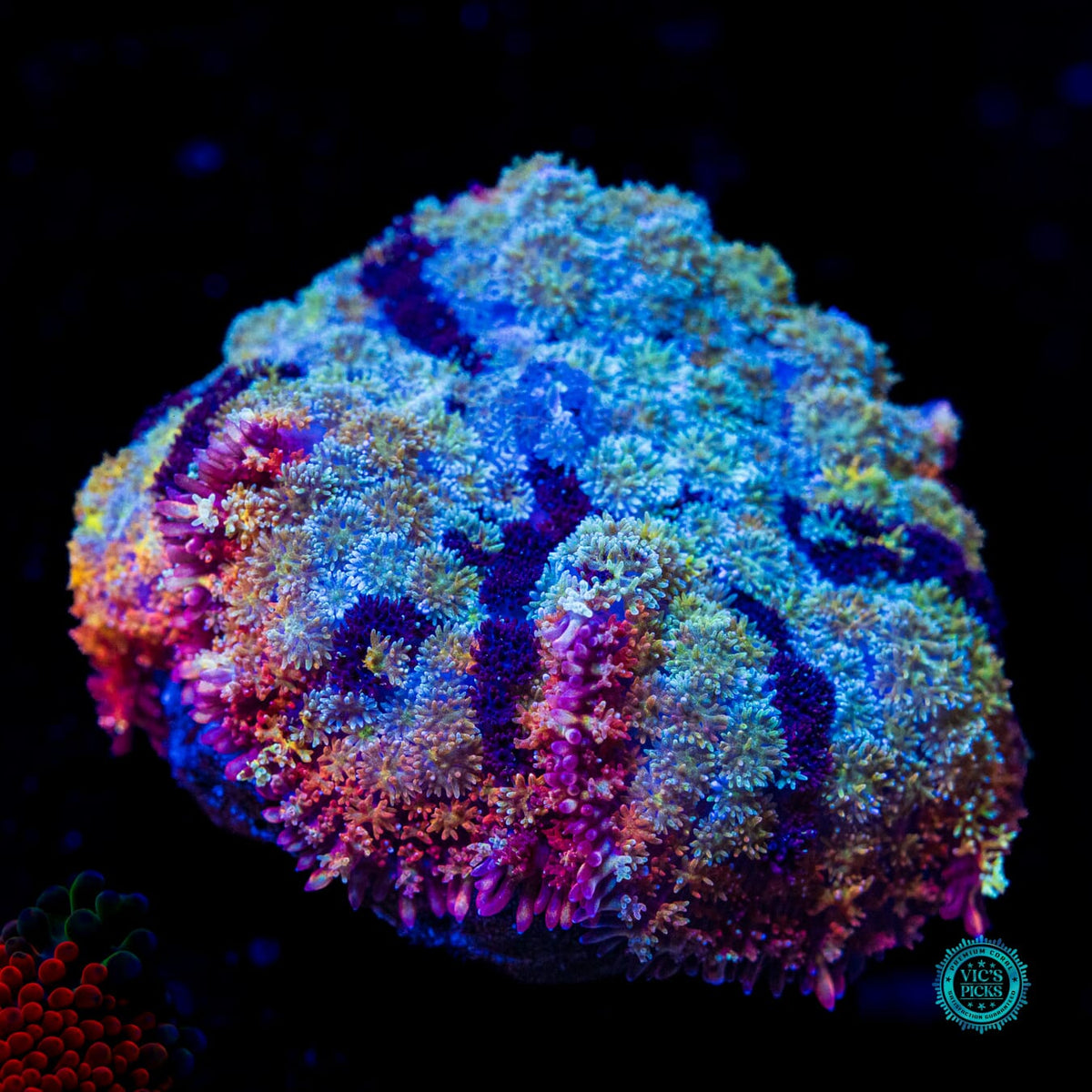 Shangri La Carpet Mushroom - Actinic Photo