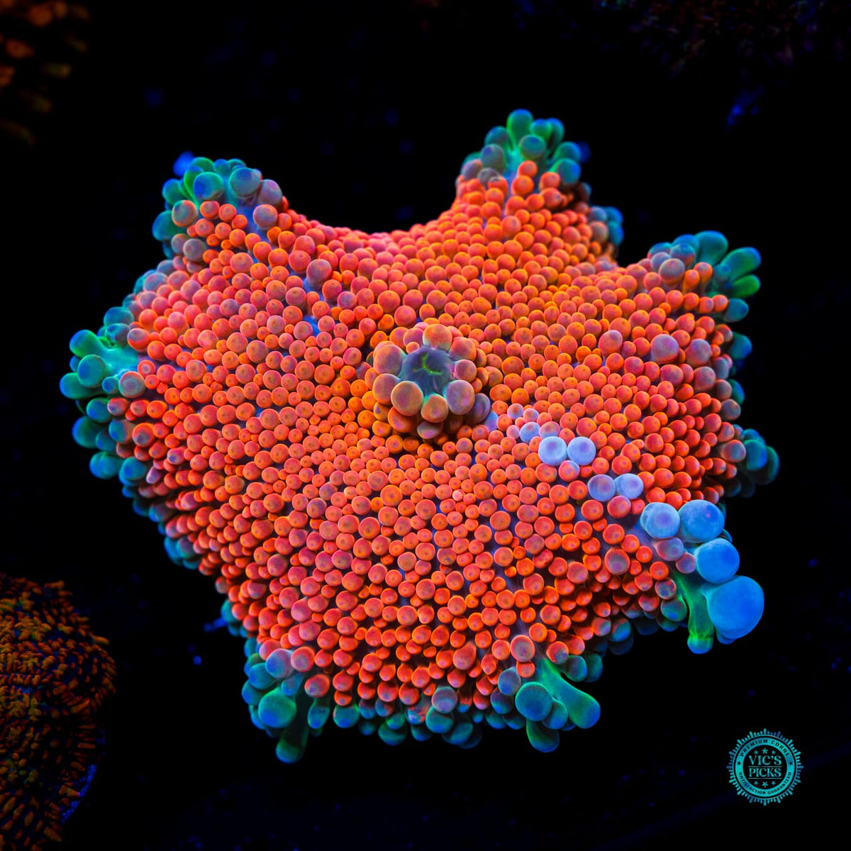 Scorched Earth Yuma Mushroom - Actinic Photo