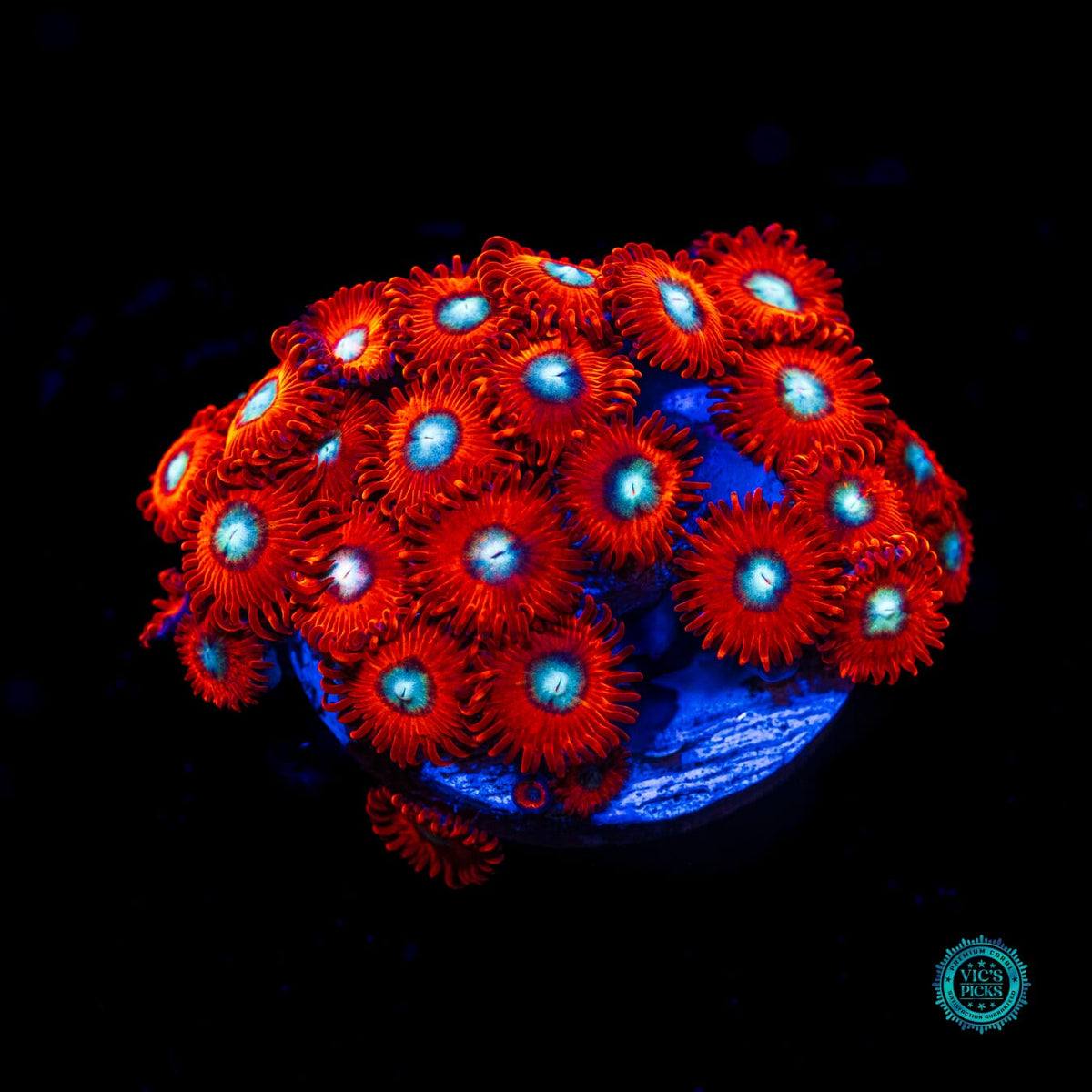 Charmanderz Zoanthids - Actinic Photo