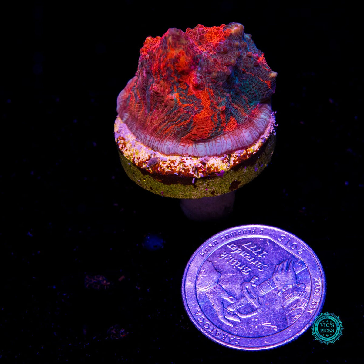 WWC Oil Spill Chalice - Daylight Photo