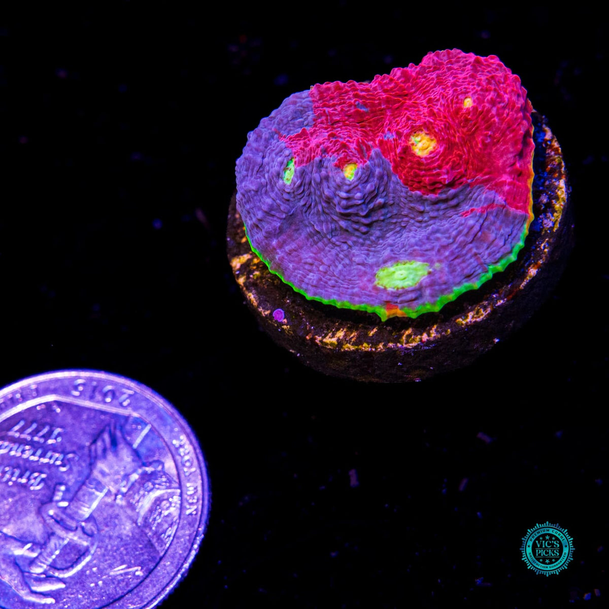 WWC Supa Fly Rainbow Chalice - Daylight Photo