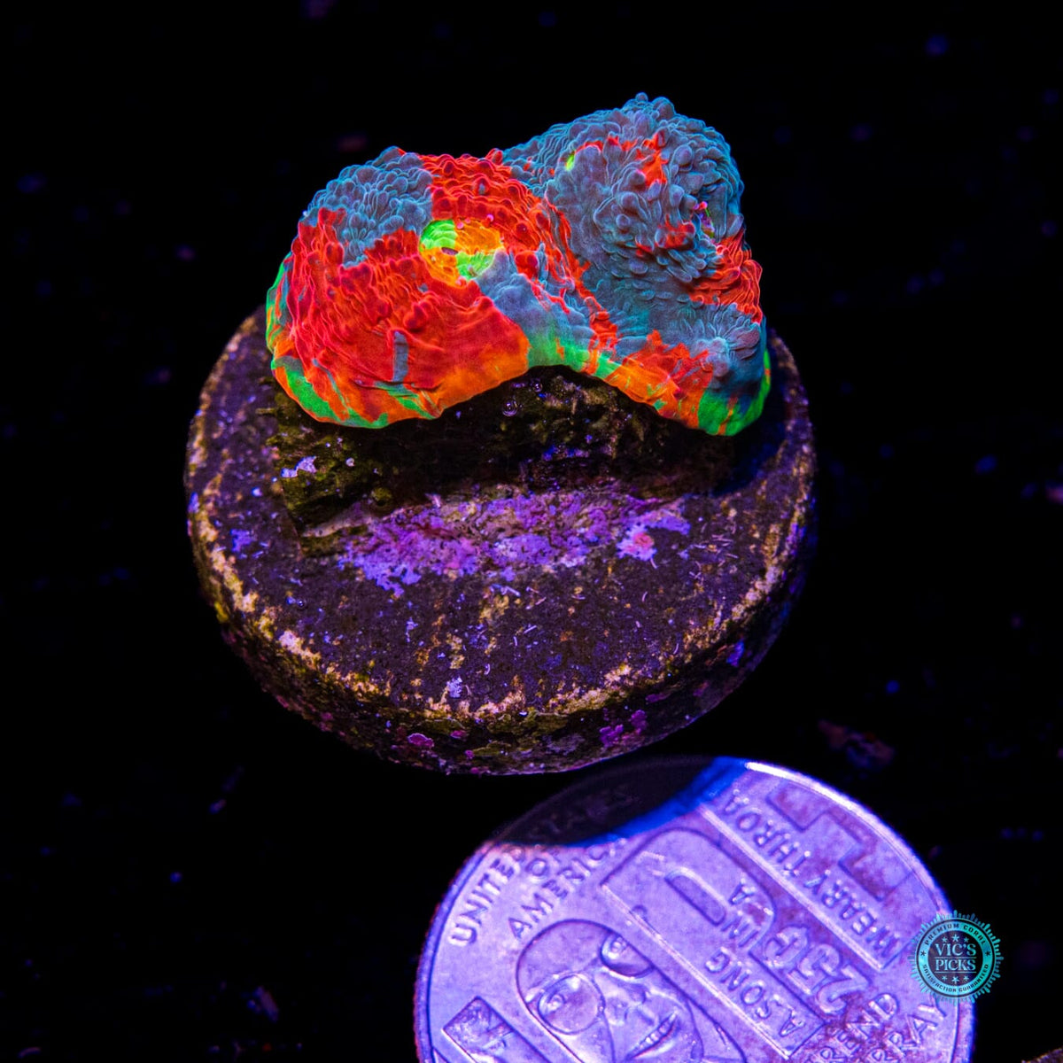 WWC Knockout Rainbow Chalice - Daylight Photo