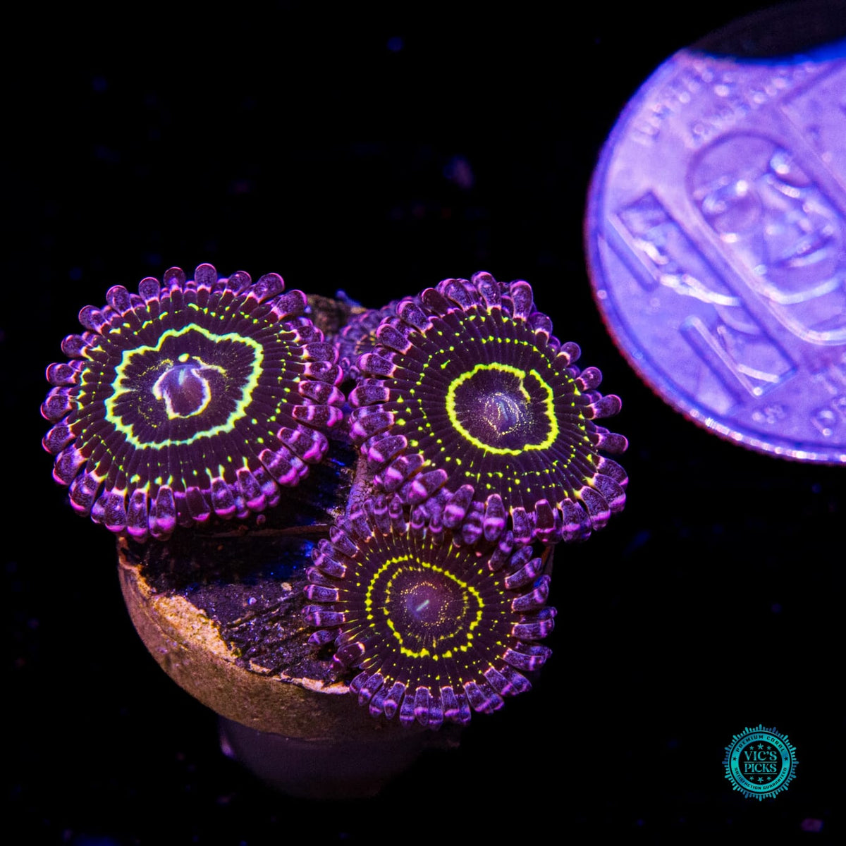 Stratosphere Zoanthids - Daylight Photo
