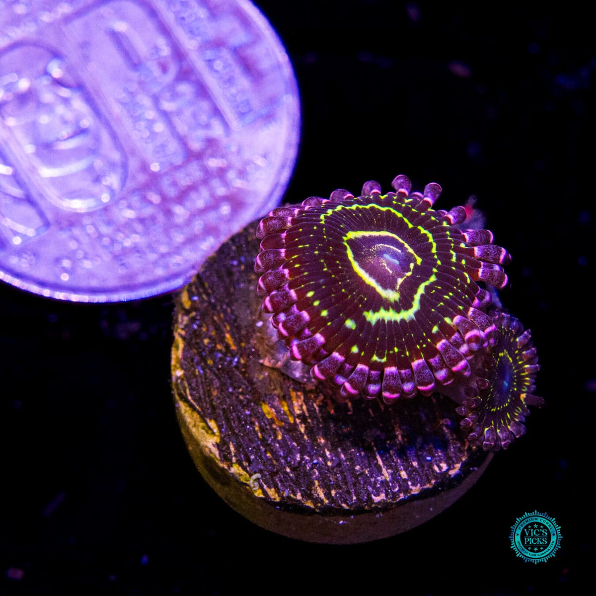 Stratosphere Zoanthids - Daylight Photo