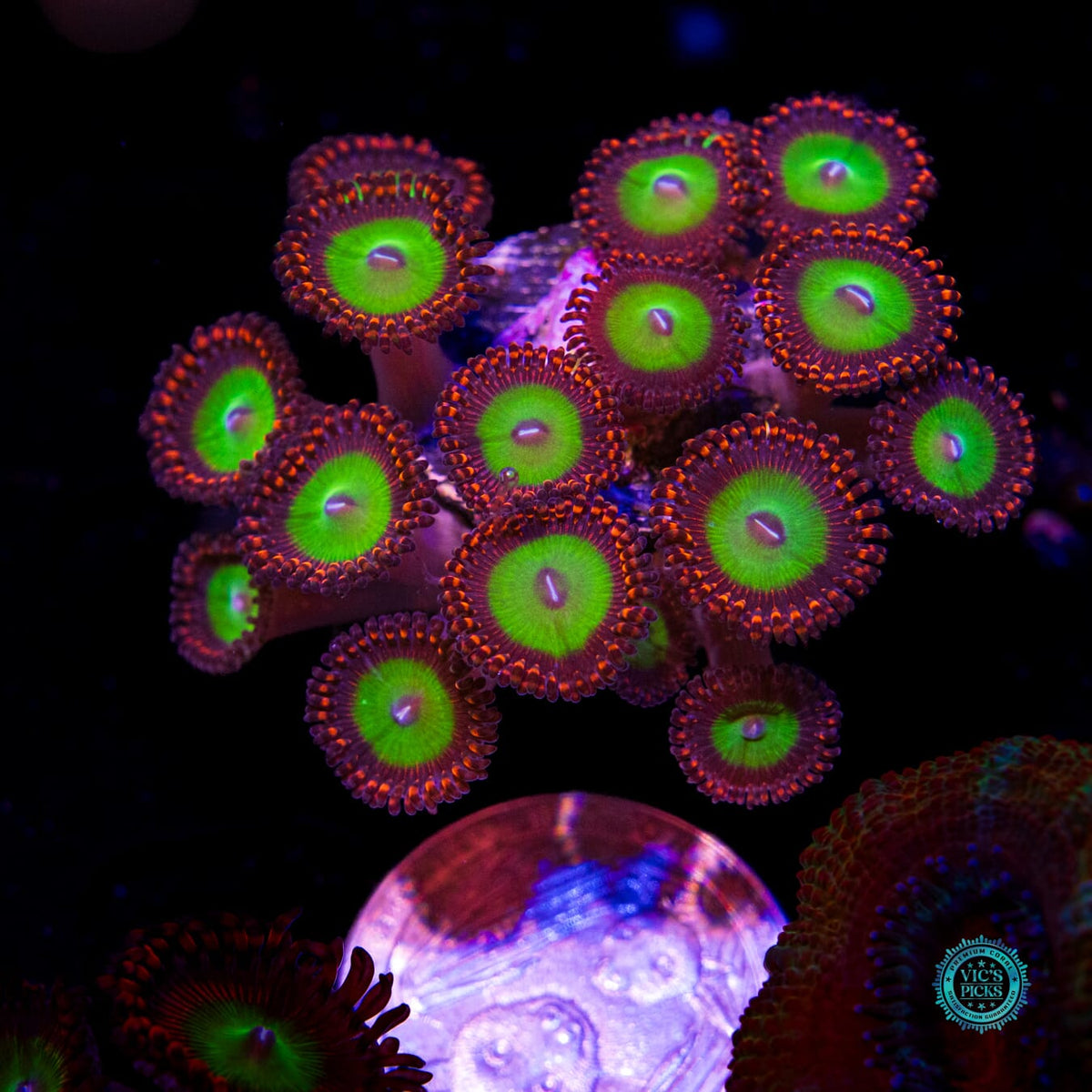 Candy Apple Red Zoanthids - Daylight Photo