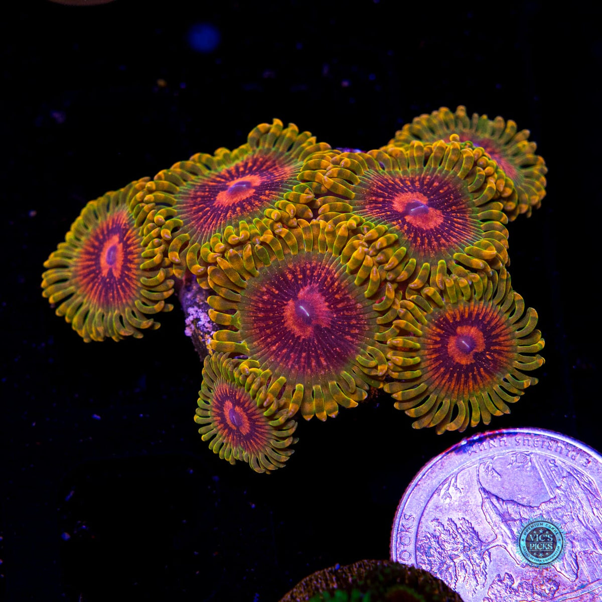 Grand Master Krakatoa Zoanthids - Daylight Photo