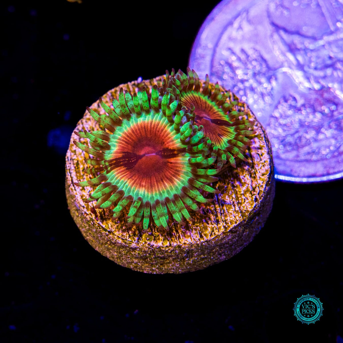 Jason Fox Bloodshot Zoanthids - Daylight Photo