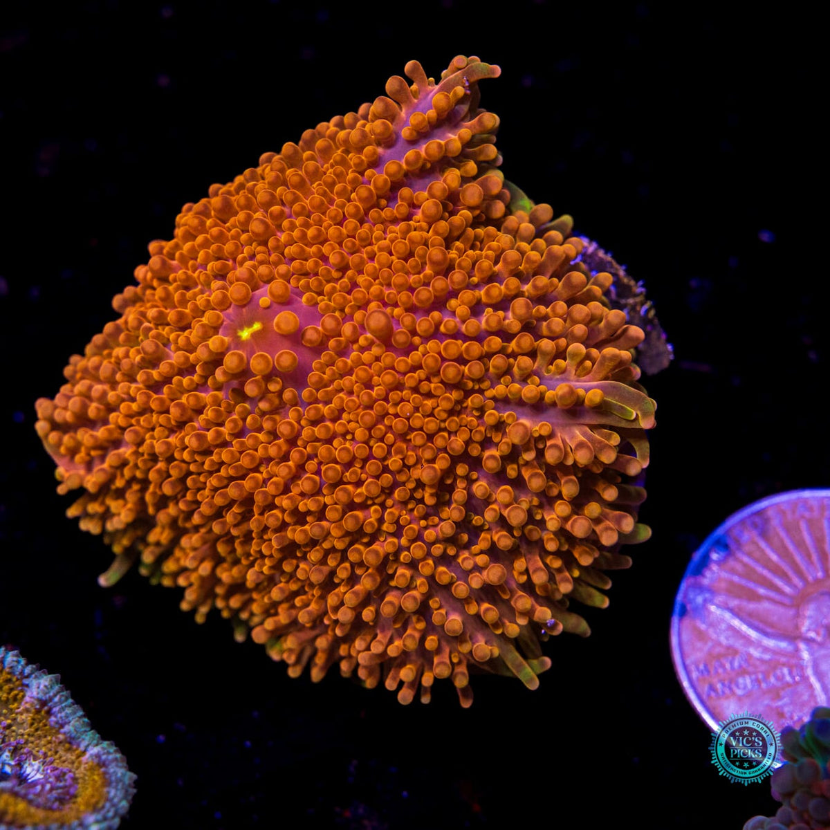 Headless Horseman Yuma Mushroom - Daylight Photo