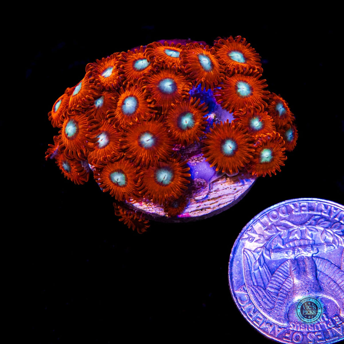 Charmanderz Zoanthids - Daylight Photo
