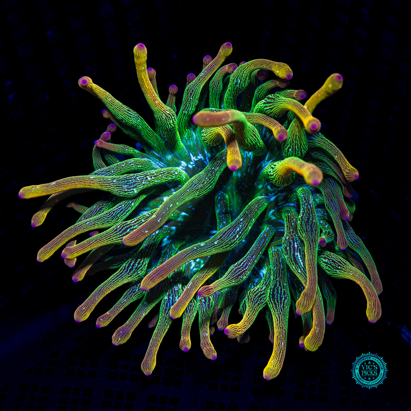 WWC Speckled Space Juice Bubble Anemone