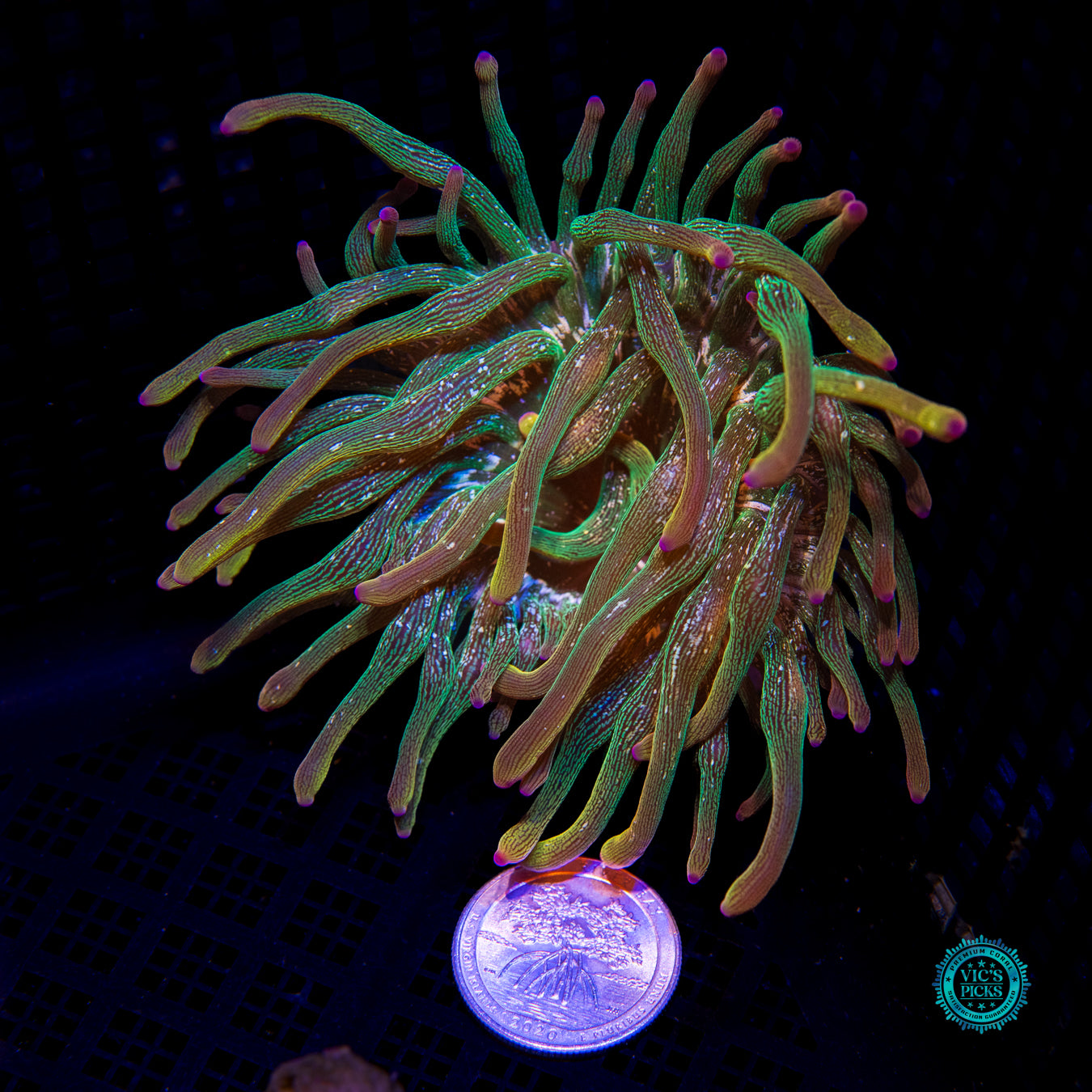 WWC Speckled Space Juice Bubble Anemone