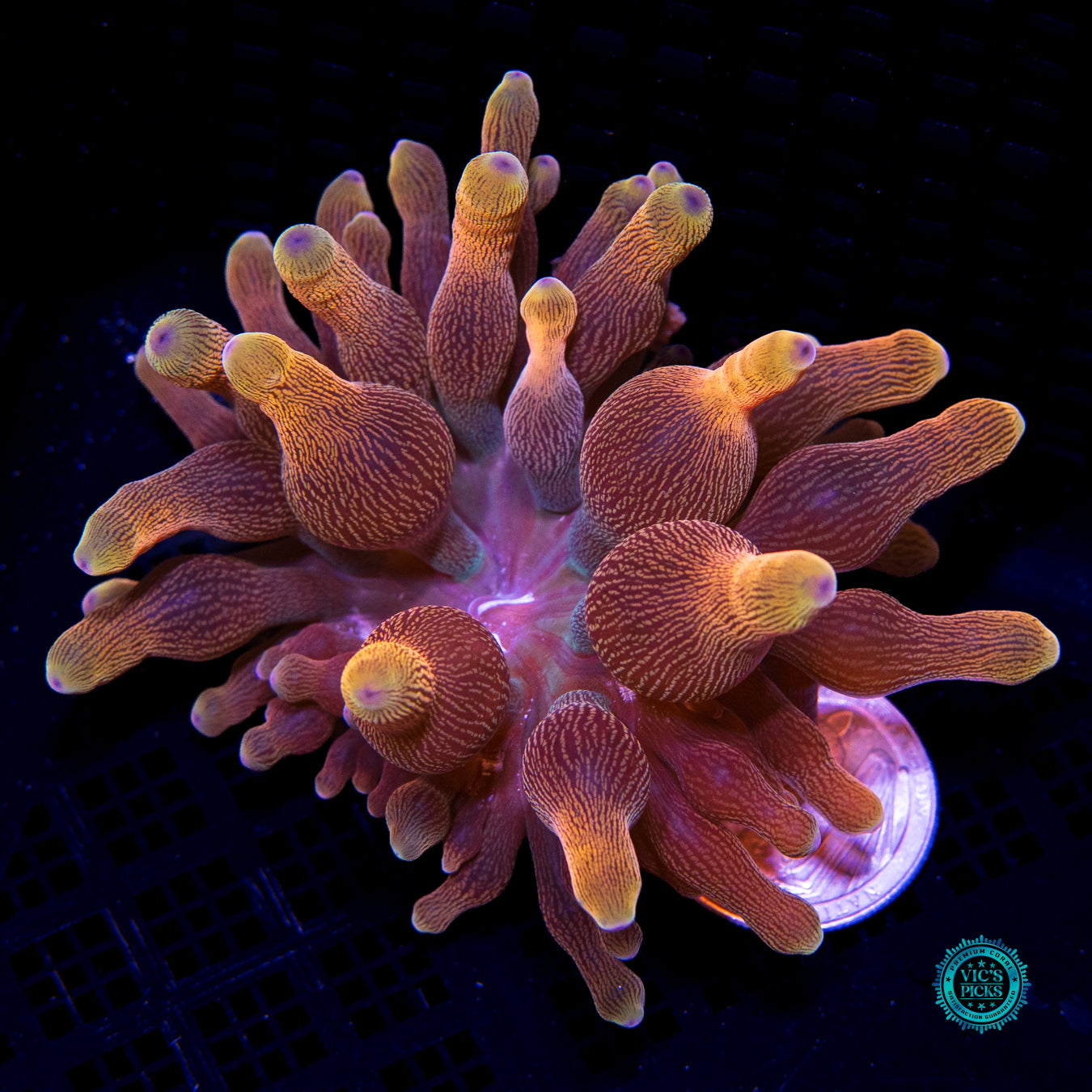 WWC Limonada Naranja Bubble Anemone