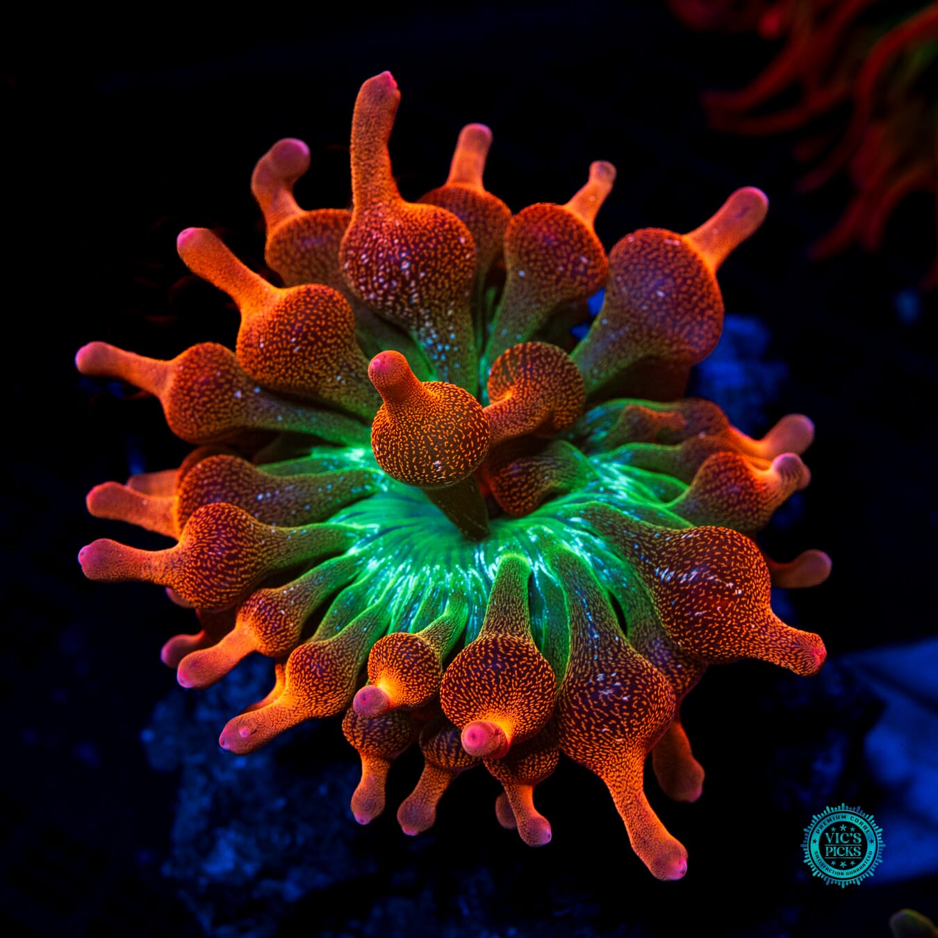 Jupiter Juice Bubble Anemone - Daylight Photo