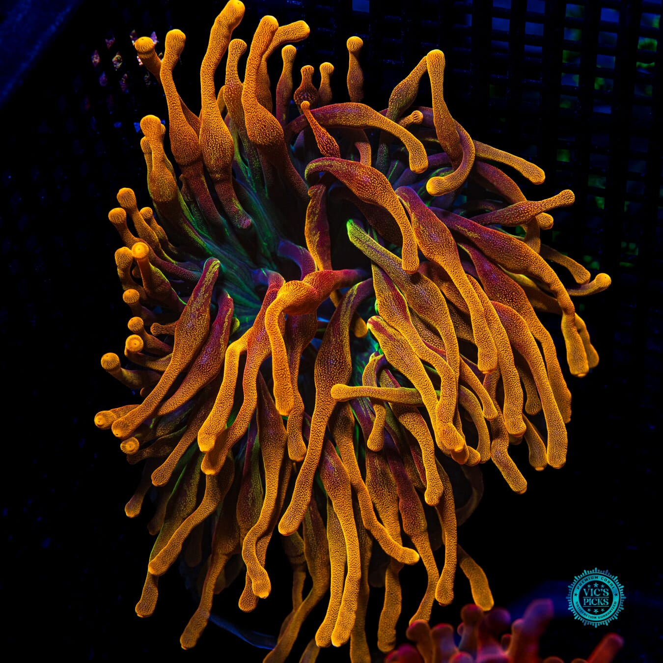 Chicago Sunburst Bubble Anemone - Daylight Photo