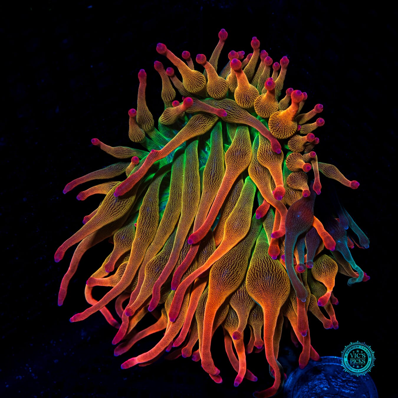 Nexus Burst Grafted Bubble Anemone - Daylight Photo