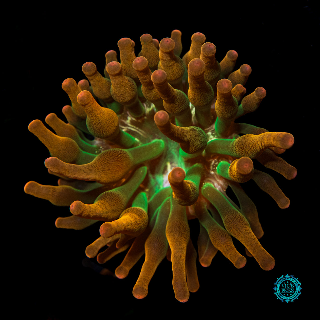 Laser Lights Bubble Anemone