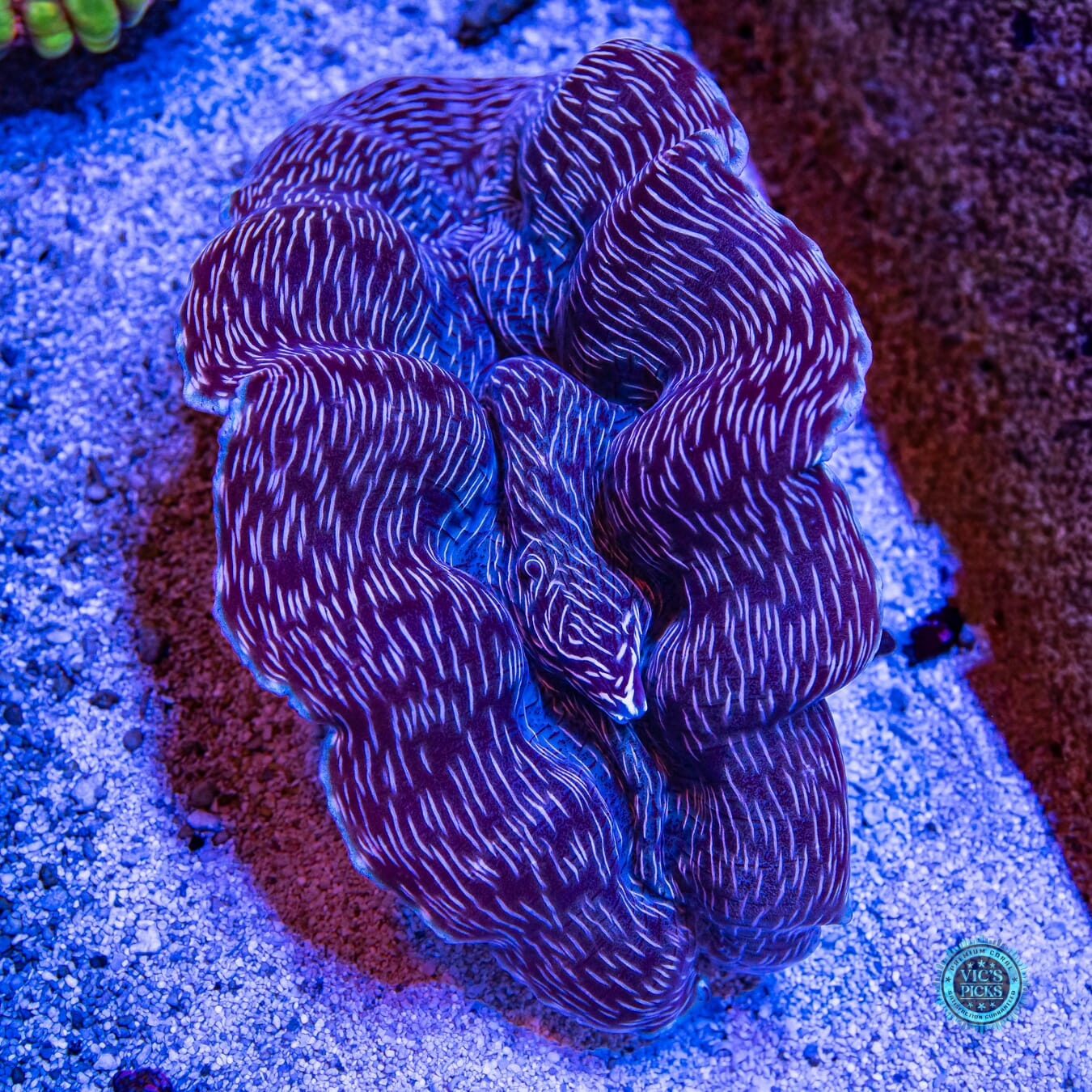 XXL Derasa Clam - Daylight Photo