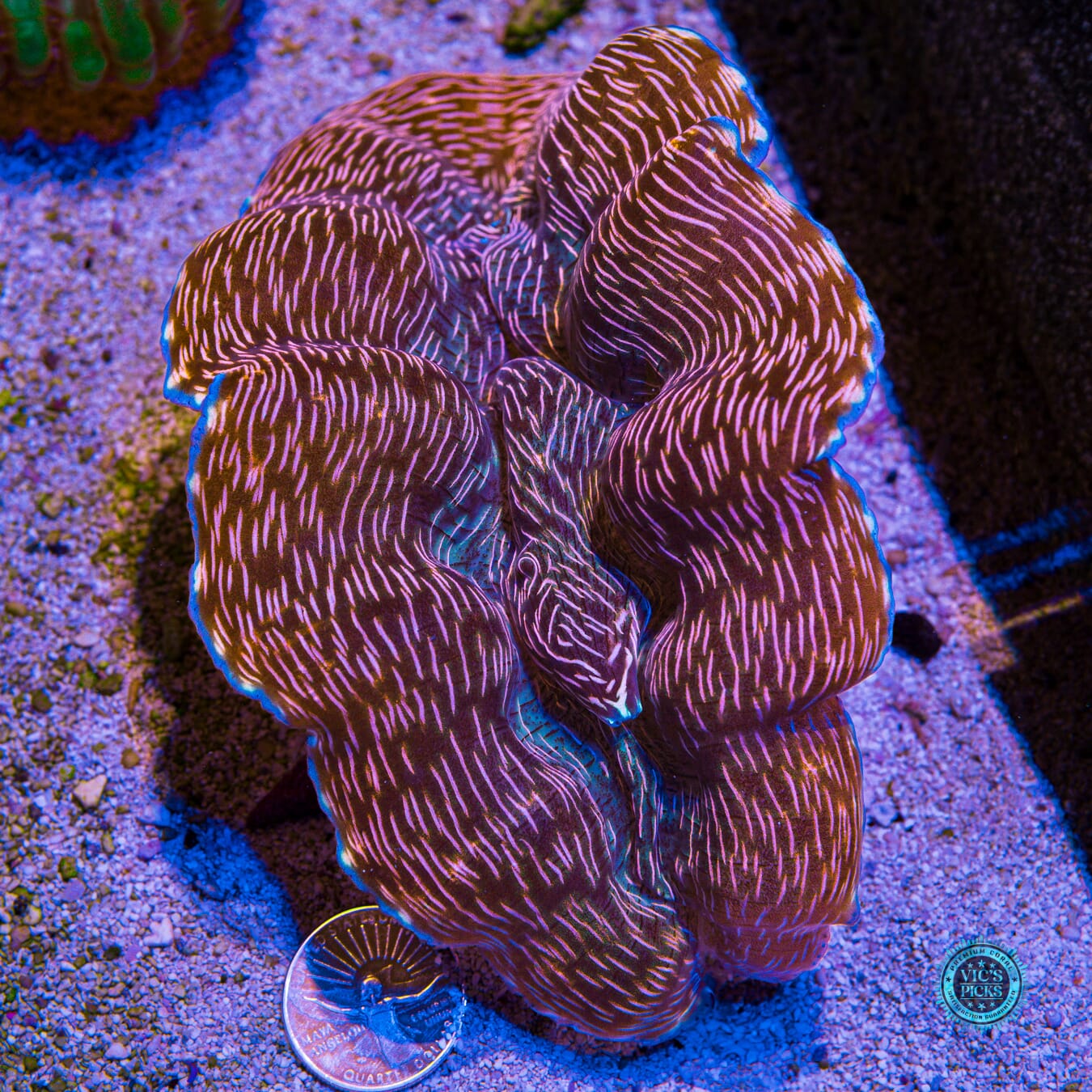 XXL Derasa Clam - Actinic Photo