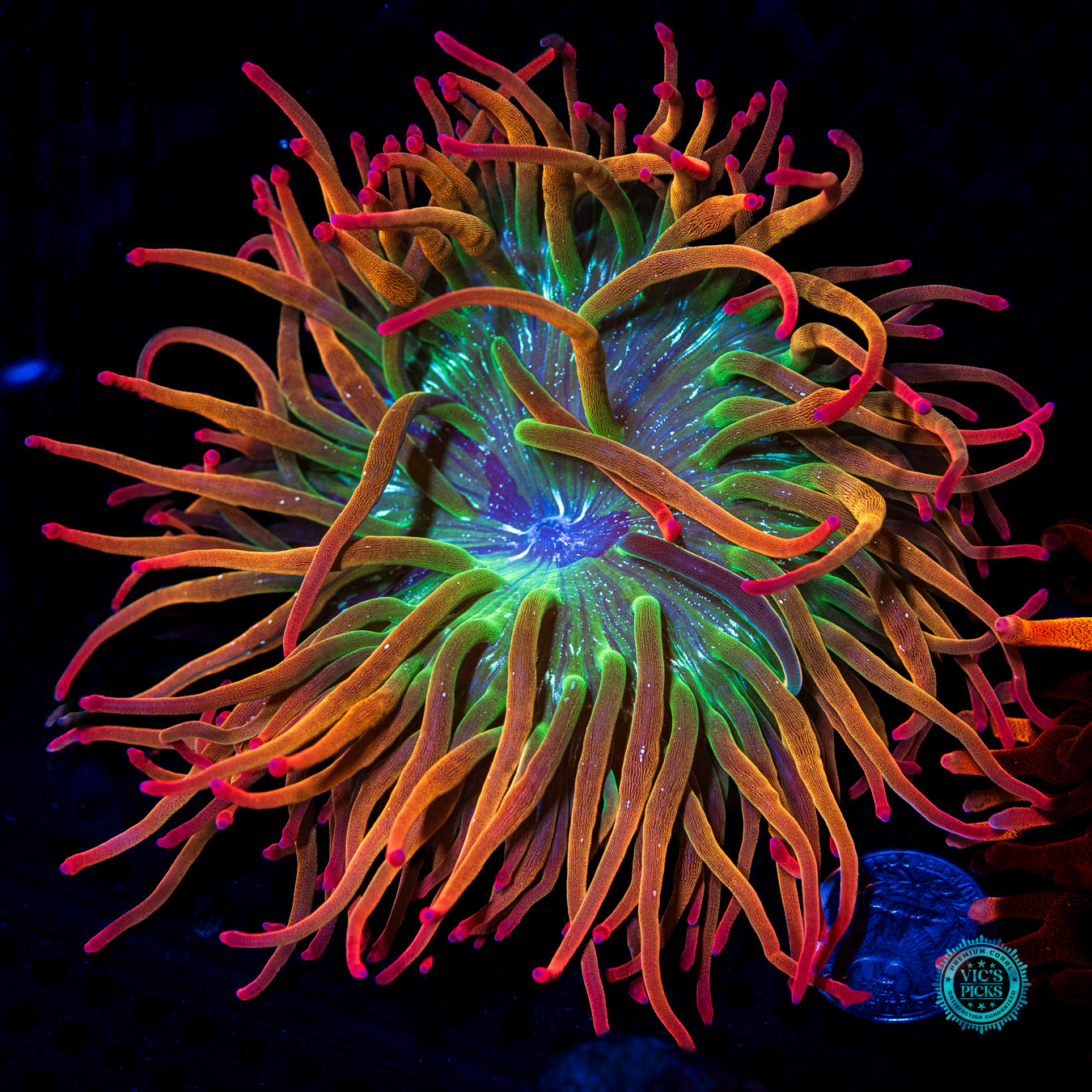 WWC Rainbow Bubble Anemone