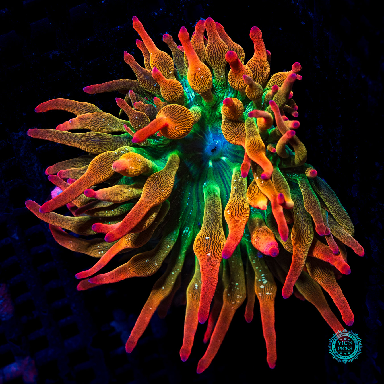 WWC Rainbow Bubble Anemone