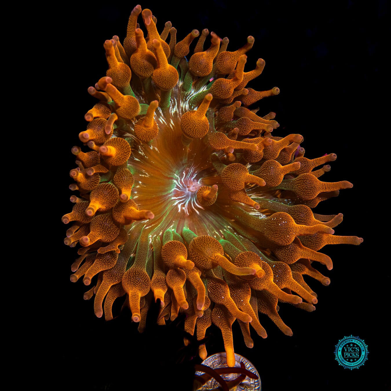 WWC Jupiter Juice Bubble Anemone - Actinic Photo