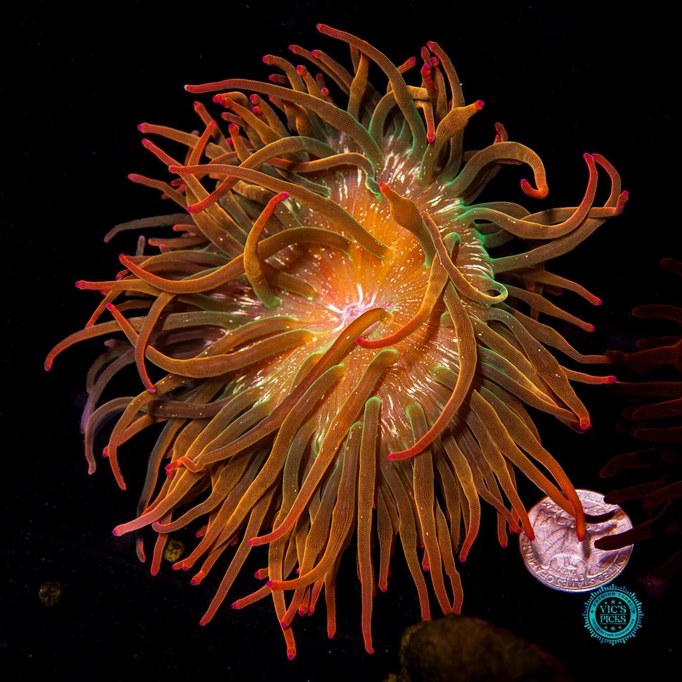 WWC Rainbow Bubble Anemone - Actinic Photo