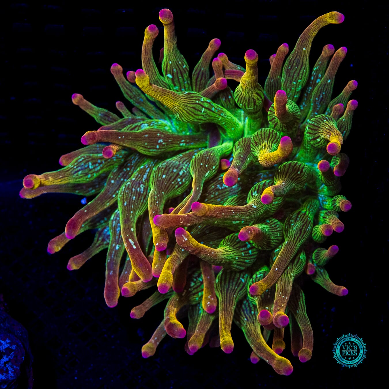 WWC Speckled Space Juice Bubble Anemone - Actinic Photo