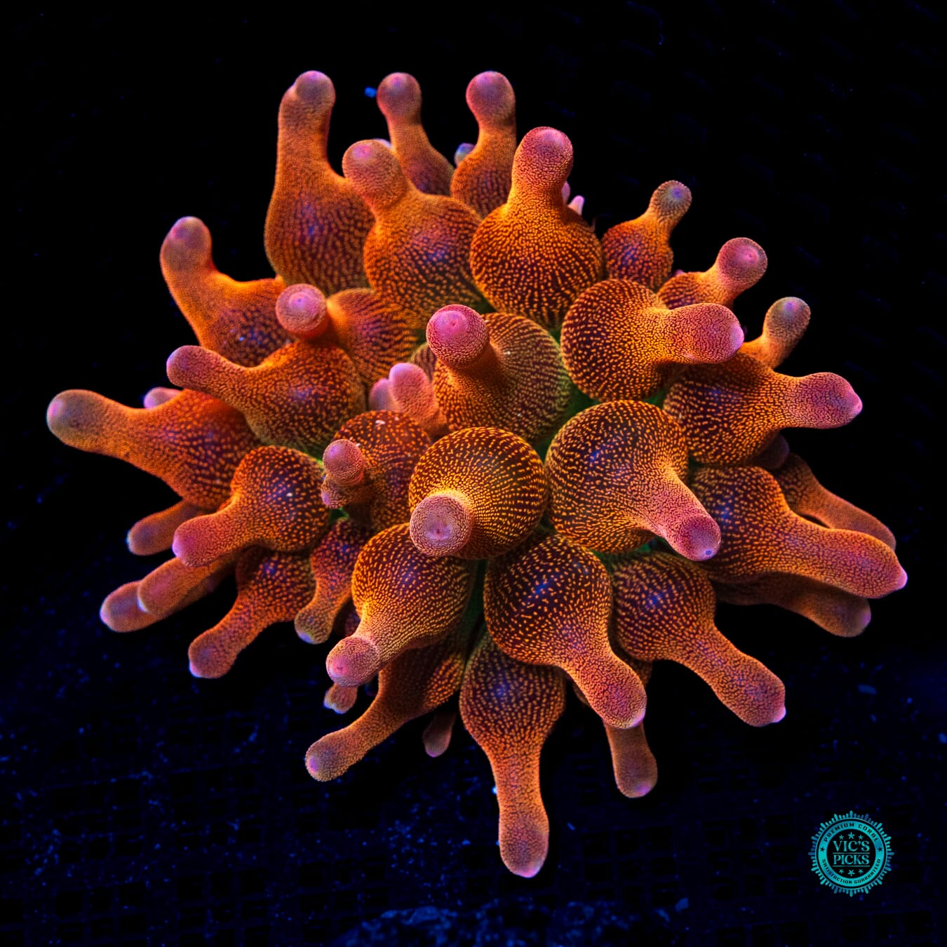 WWC Limonada Naranja Bubble Anemone - Actinic Photo