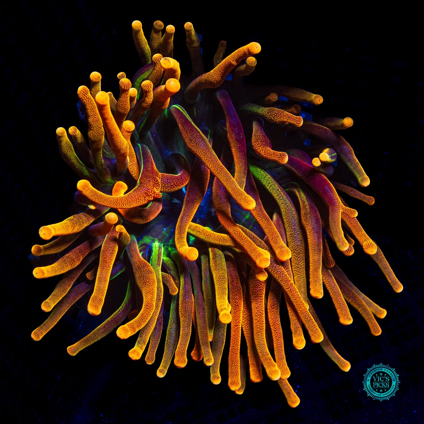 Colorado Sunburst Bubble Anemone - Actinic Photo