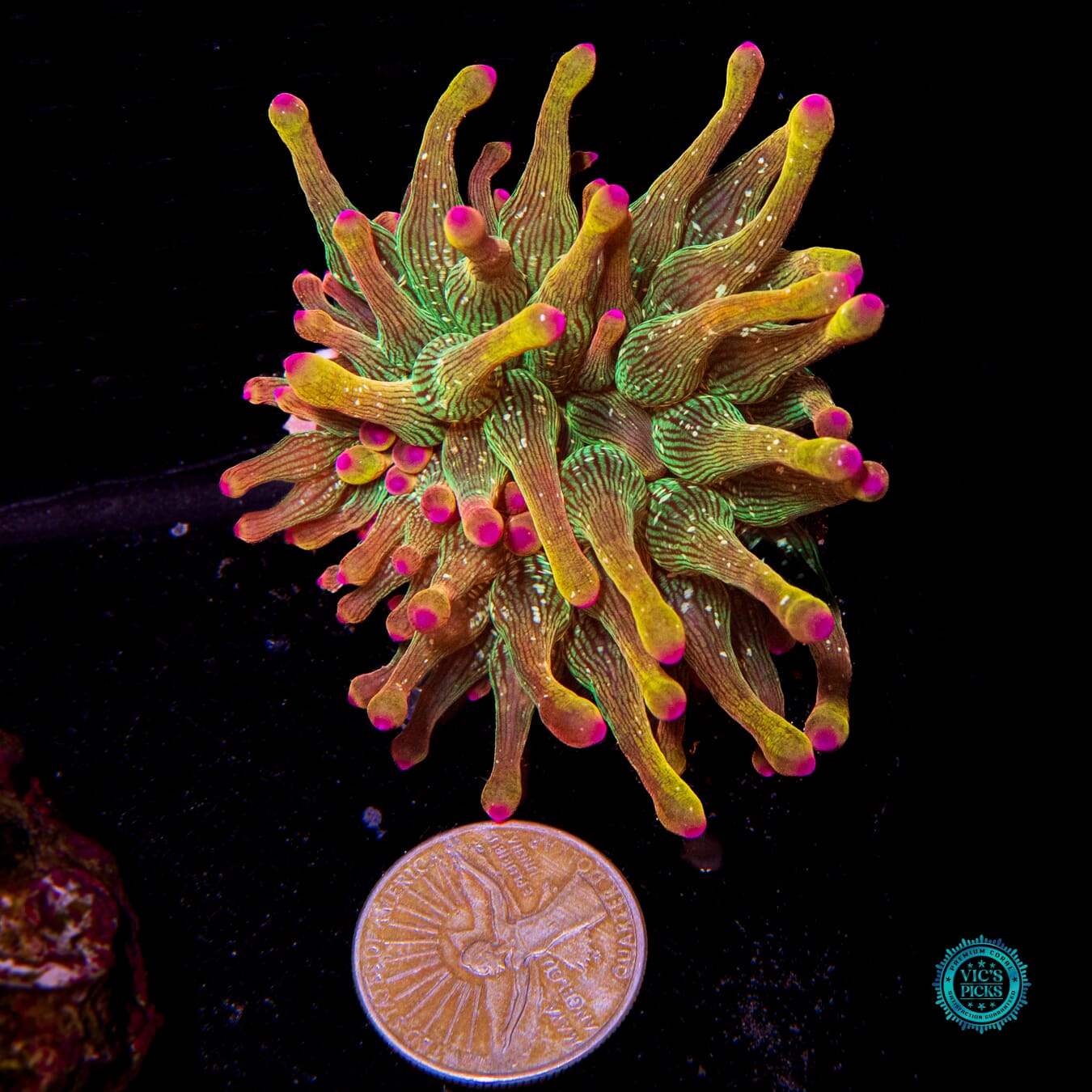 WWC Speckled Space Juice Bubble Anemone - Daylight Photo