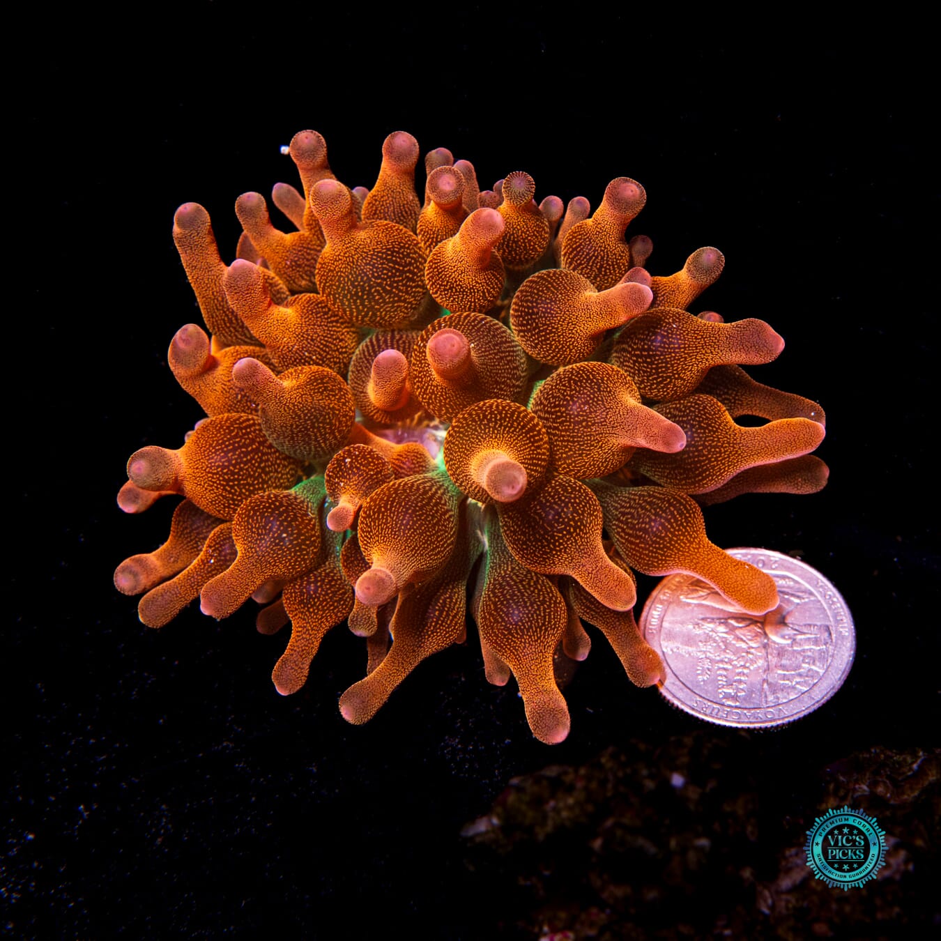 WWC Limonada Naranja Bubble Anemone - Daylight Photo