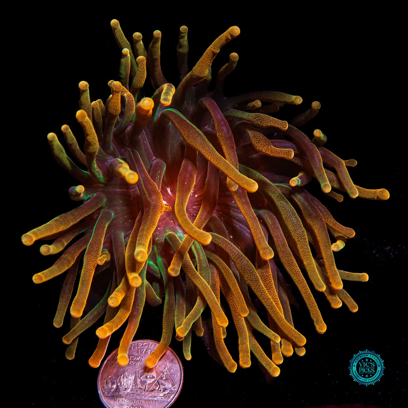 Colorado Sunburst Bubble Anemone - Daylight Photo