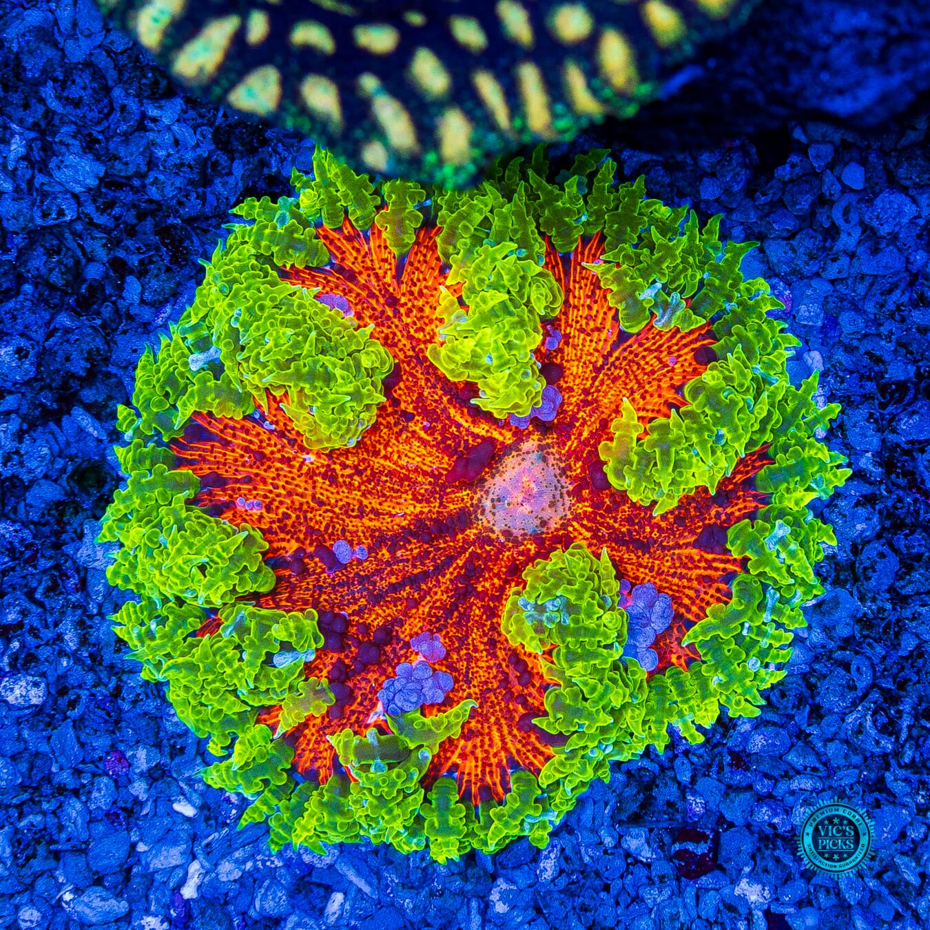 Show Tank Grown XL Nuclear Implosion Flower Anemone - Actinic Photo