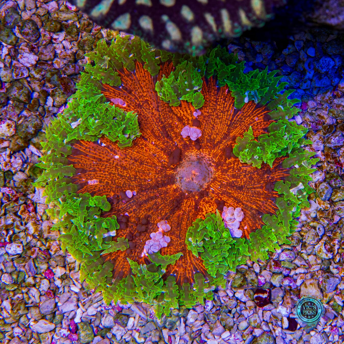 Show Tank Grown XL Nuclear Implosion Flower Anemone - Daylight Photo