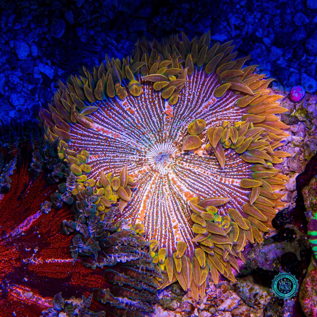 Show Tank Grown XL Ring of Power Flower Anemone - Daylight Photo