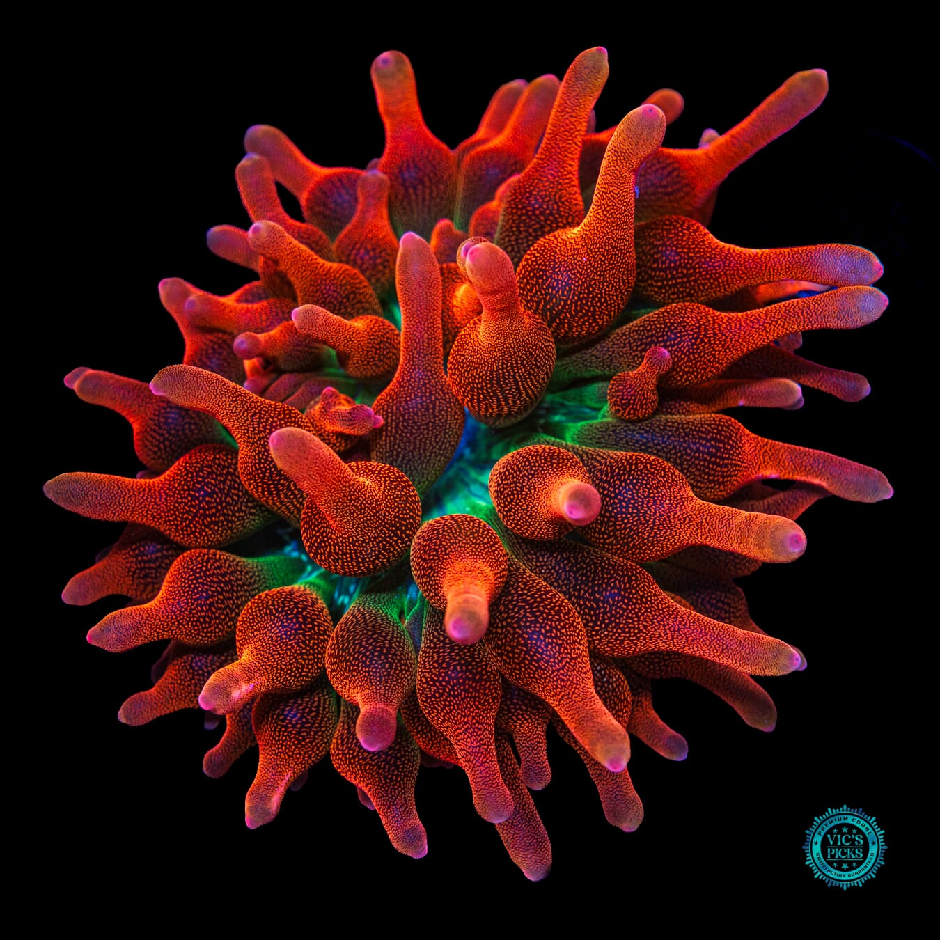 WWC Jupiter Juice Bubble Anemone - Actinic Photo