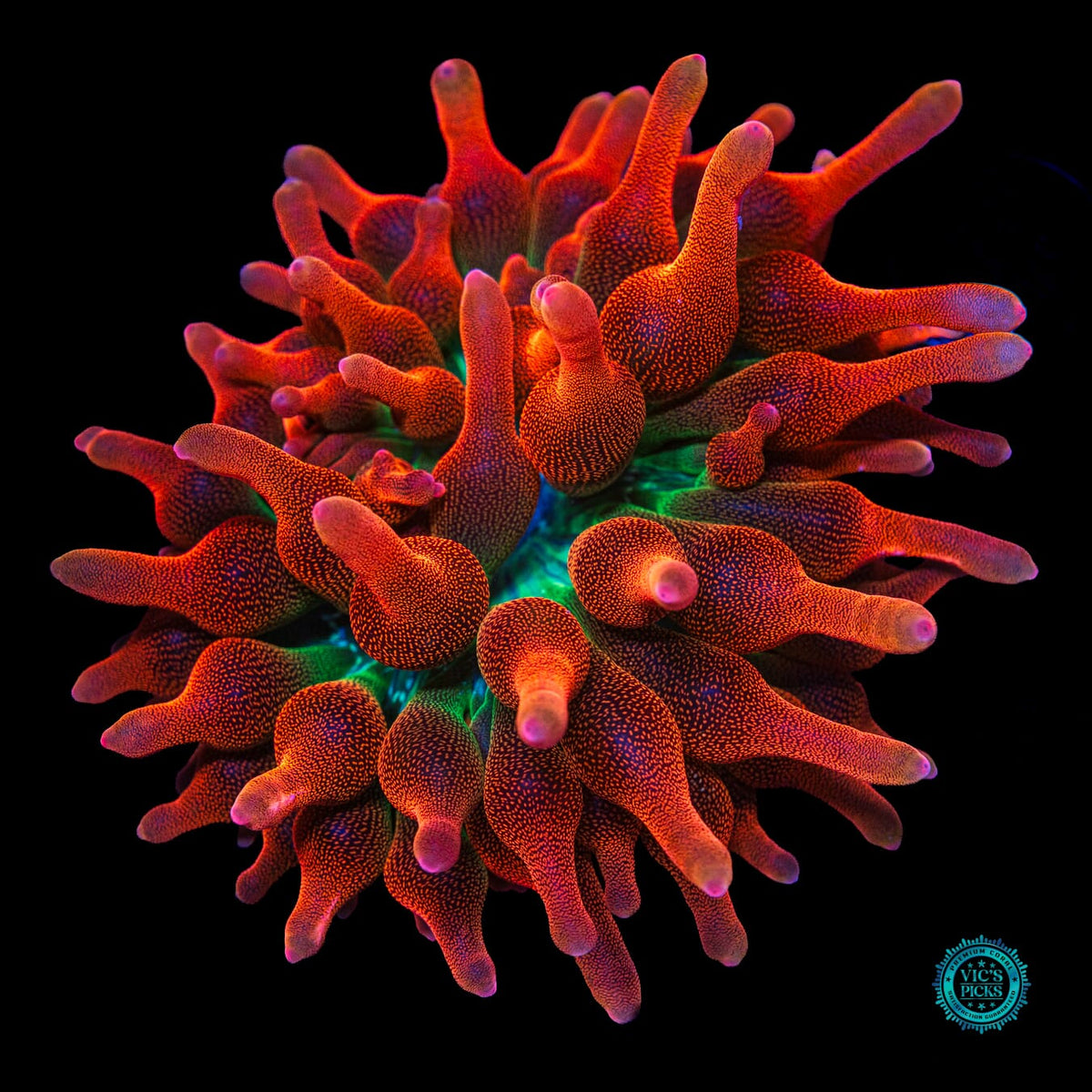 WWC Jupiter Juice Bubble Anemone - Actinic Photo