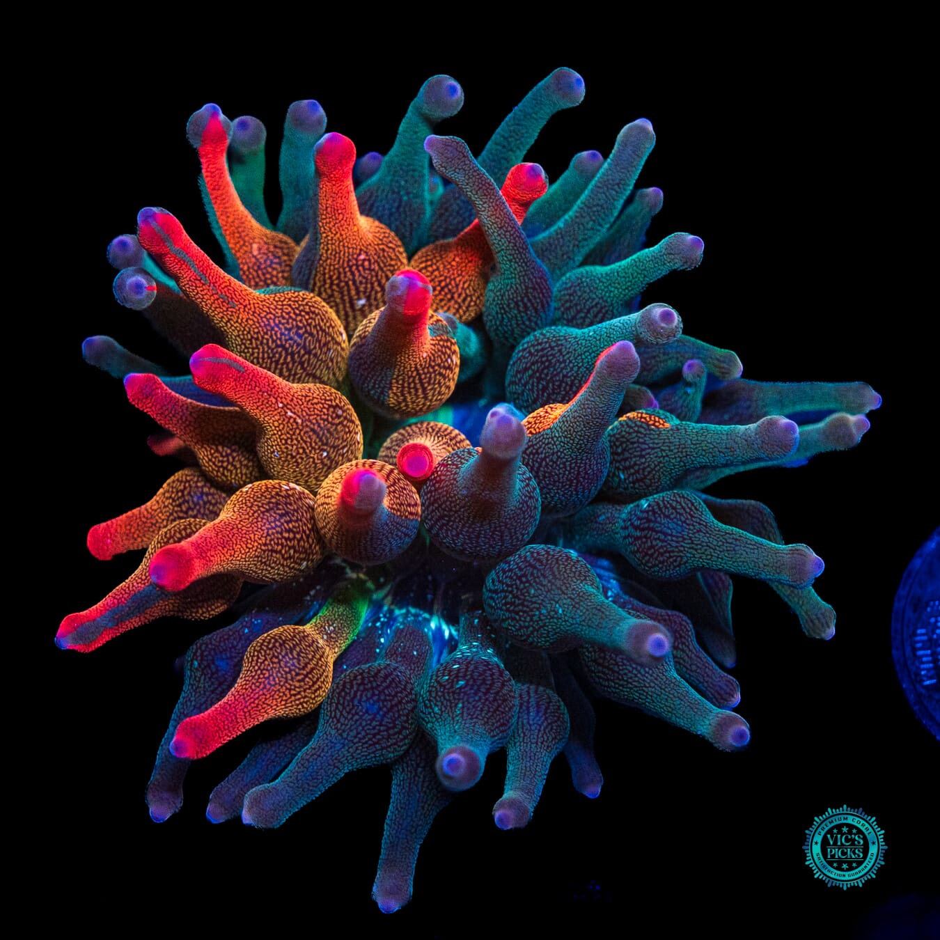 Nexus Burst Grafted Bubble Anemone - Actinic Photo