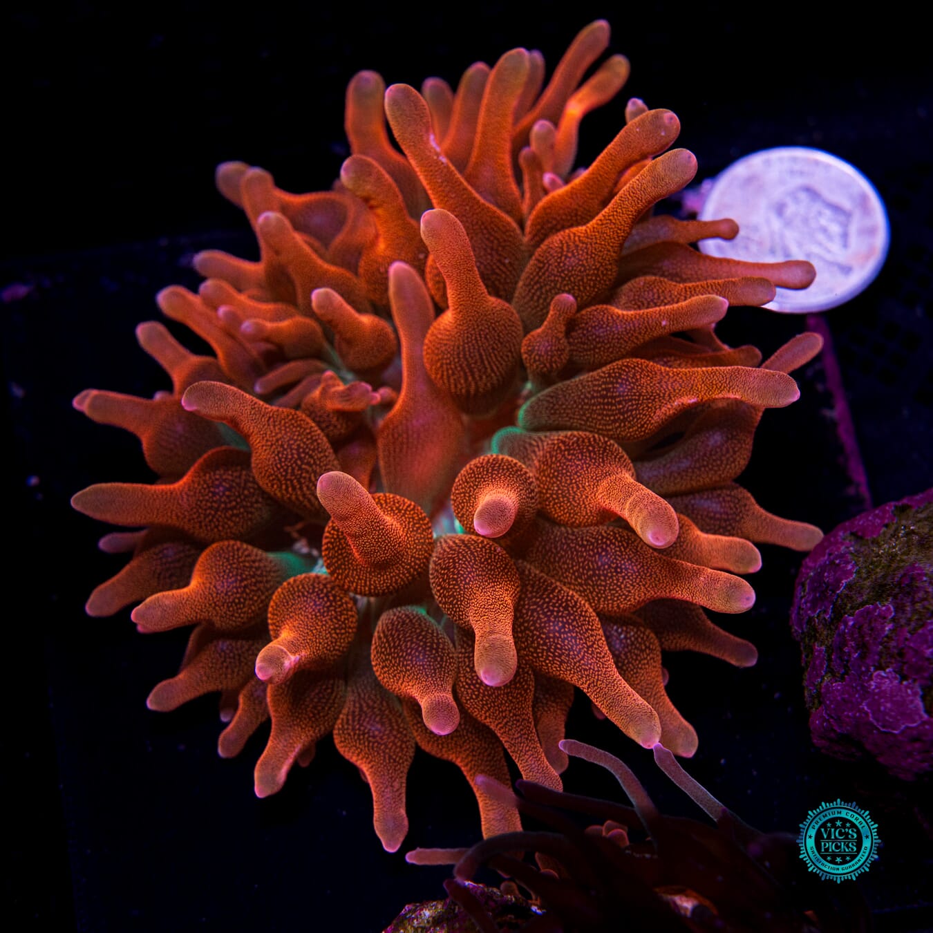 WWC Jupiter Juice Bubble Anemone - Daylight Photo