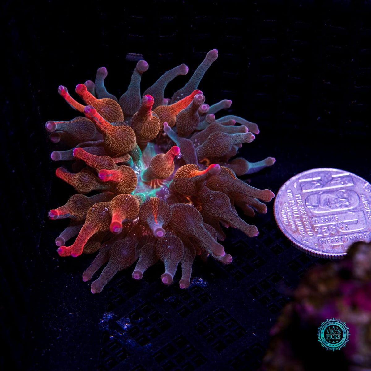 Nexus Burst Grafted Bubble Anemone - Daylight Photo