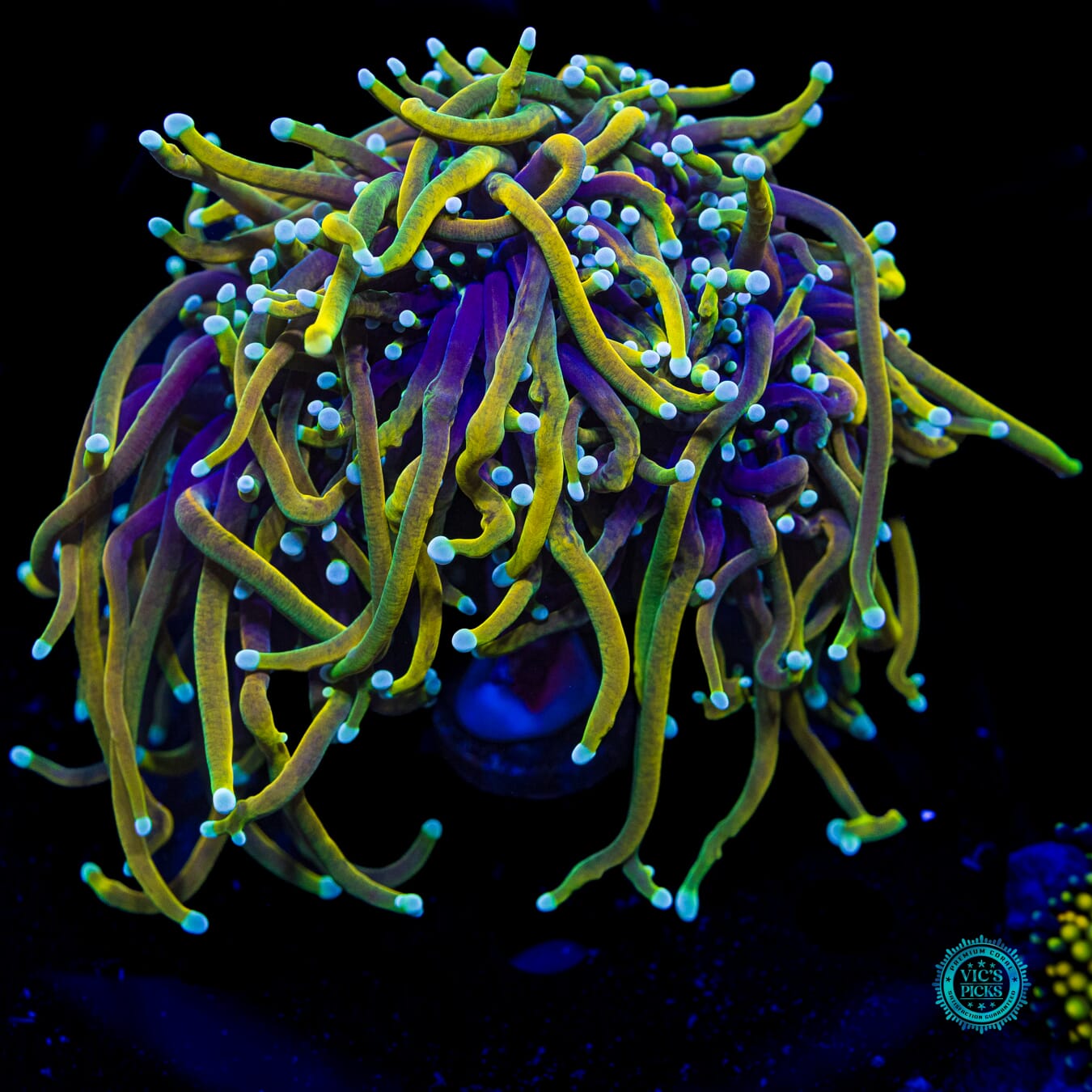 Juicy Fruit Torch - Daylight Photo