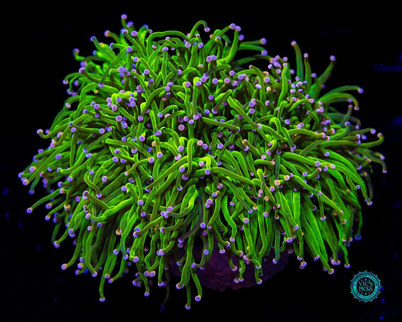 XXL Pink Tipped Cotton Candy Torch - Daylight Photo