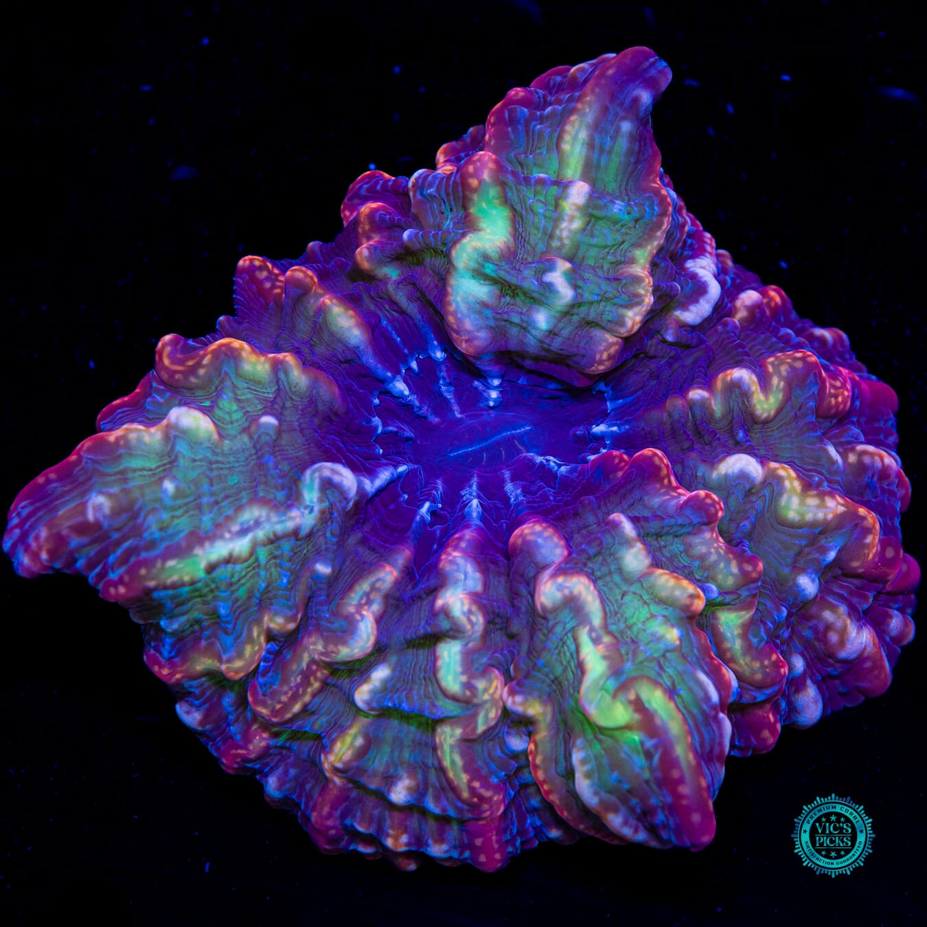 Treasure Trove Indophyllia - Daylight Photo