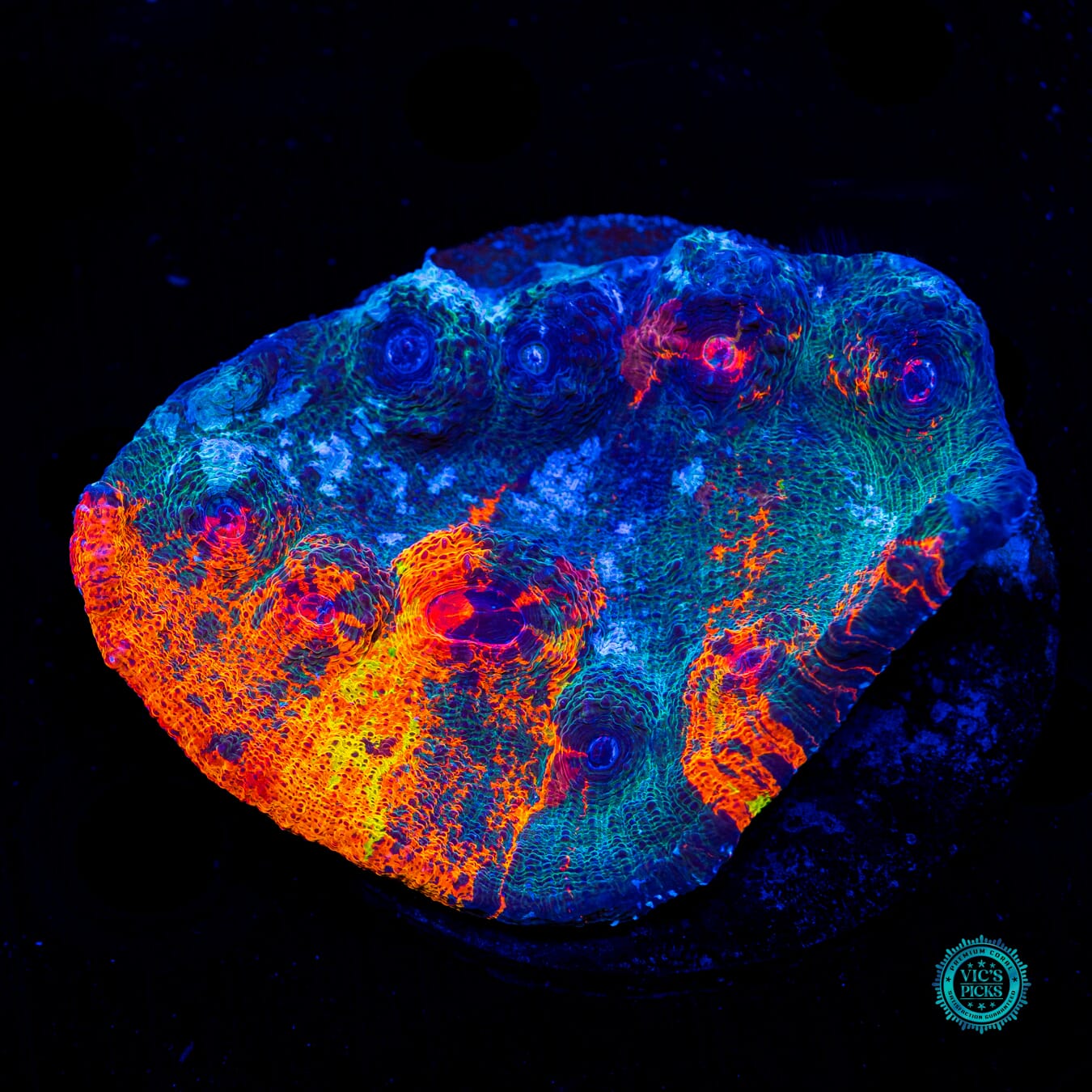 Nightmare Inferno Chalice - Daylight Photo